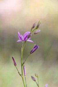 The Graceful Chocolate Lily
