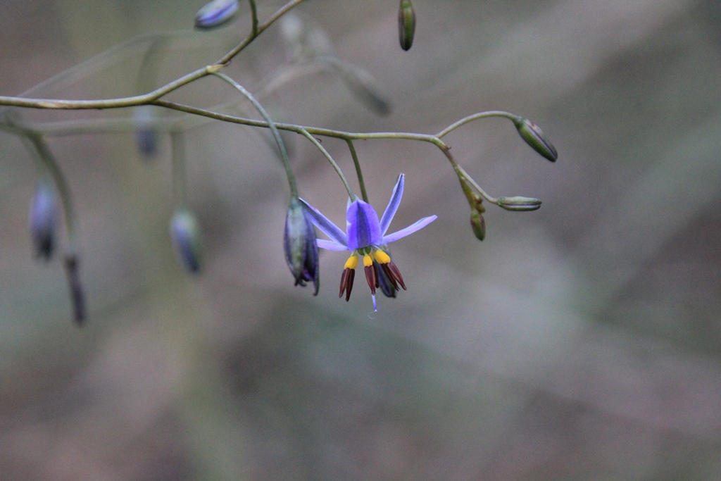 Dianella – the&nbsp;Flax-lily