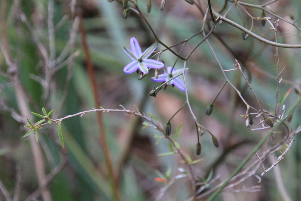 Flax lily underside