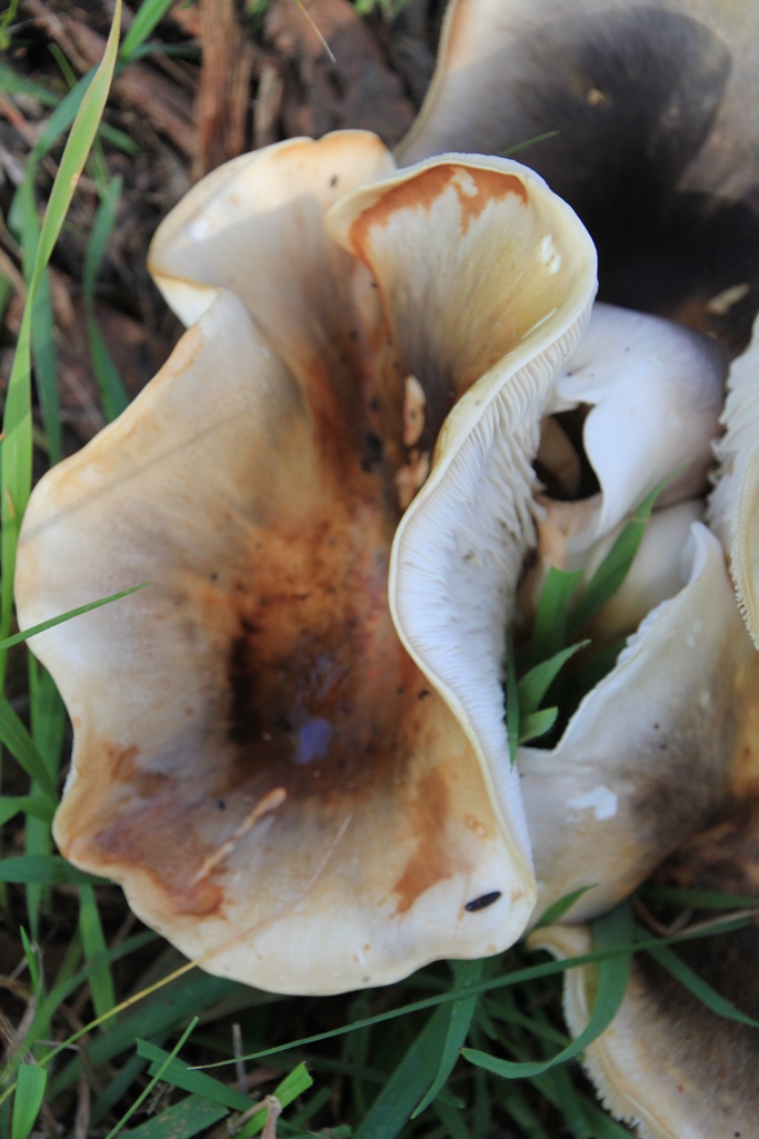 Frilly Fungi Close-up