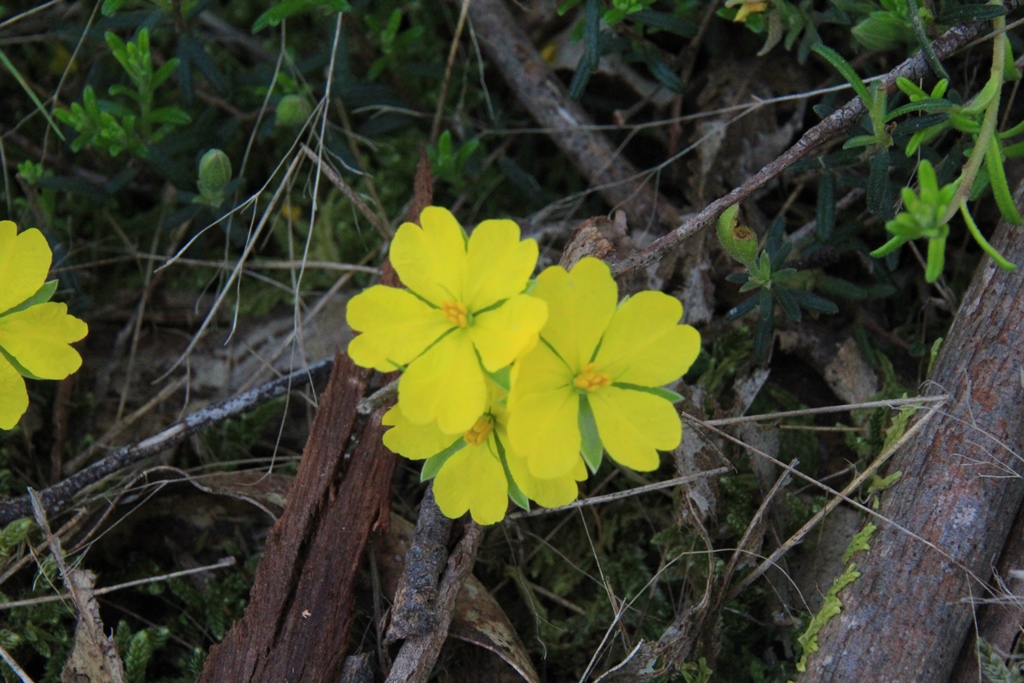 Guinea-flower cluster