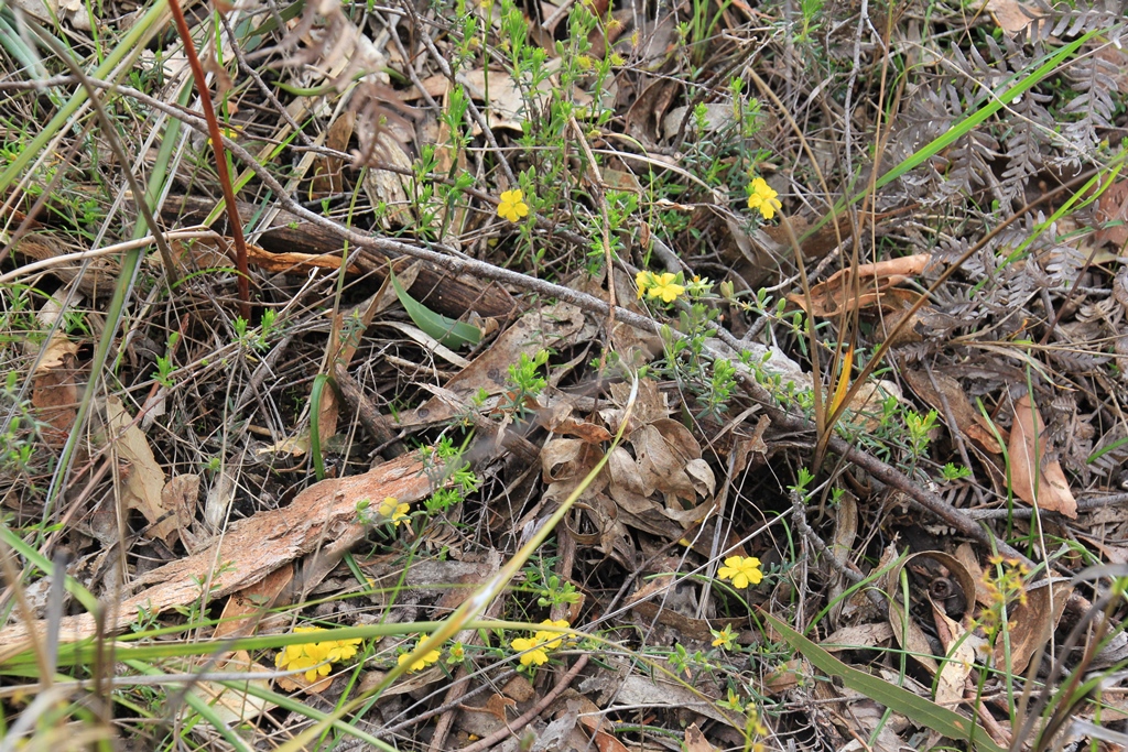 Guinea--flower ground cover
