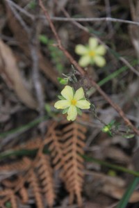 A small, pale Guinea-flower