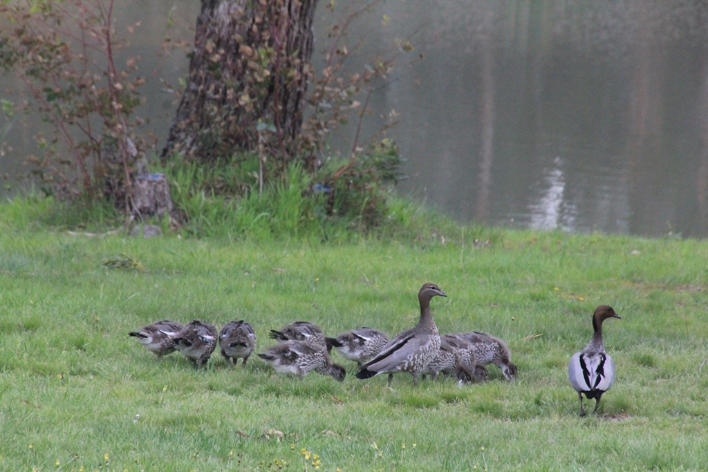 Nine Ducklings 4