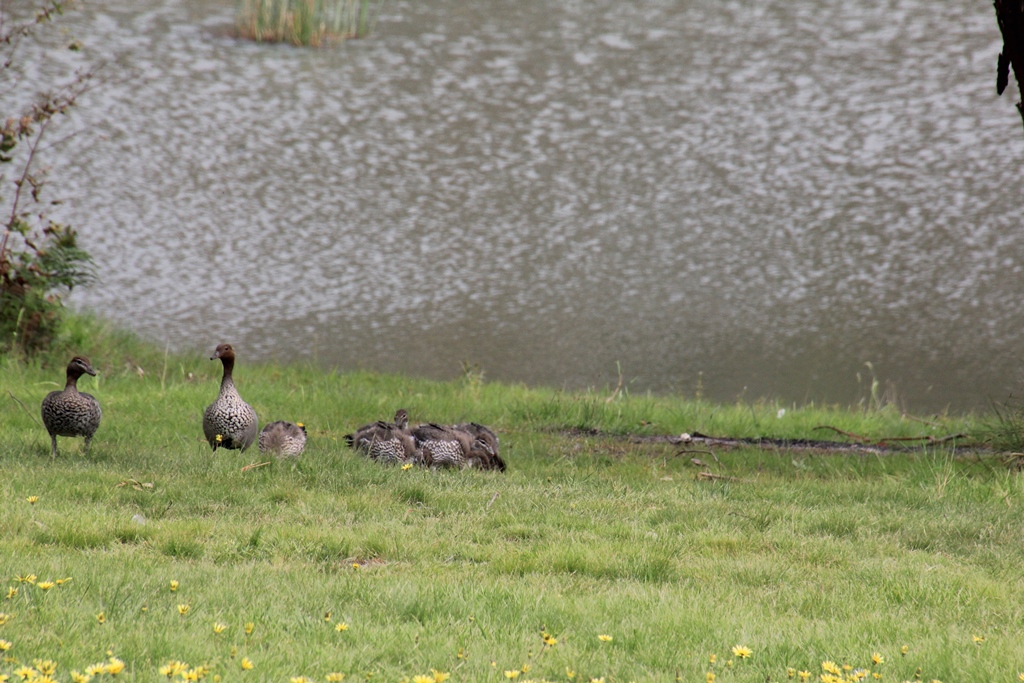 Nine Ducklings 2