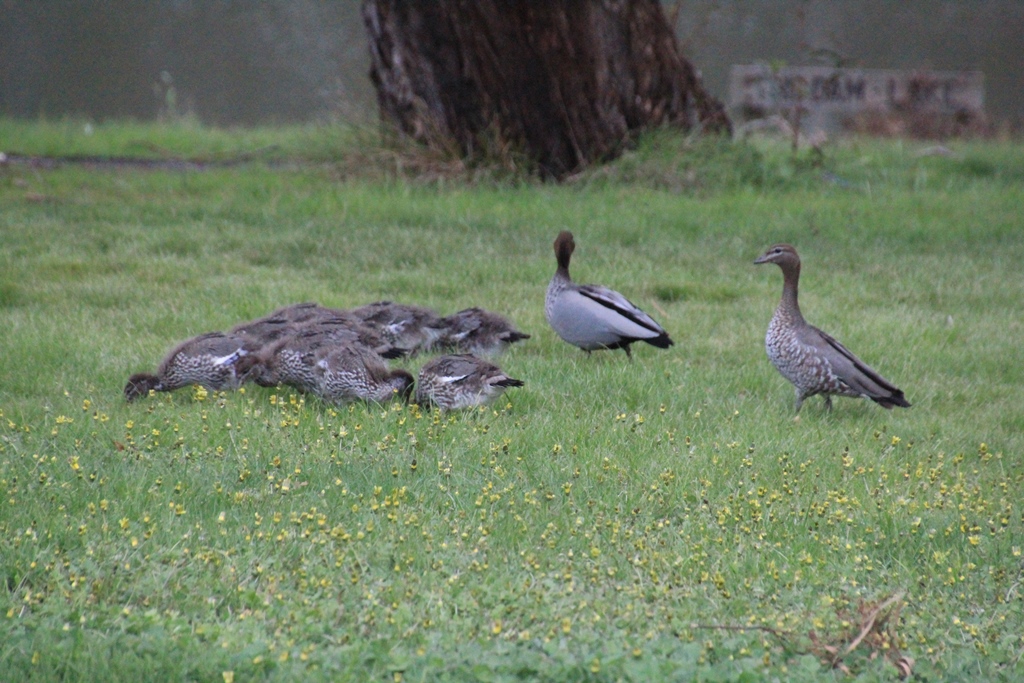 Nine Ducklings 3
