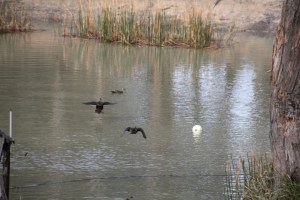 Pacific Black Duck 01