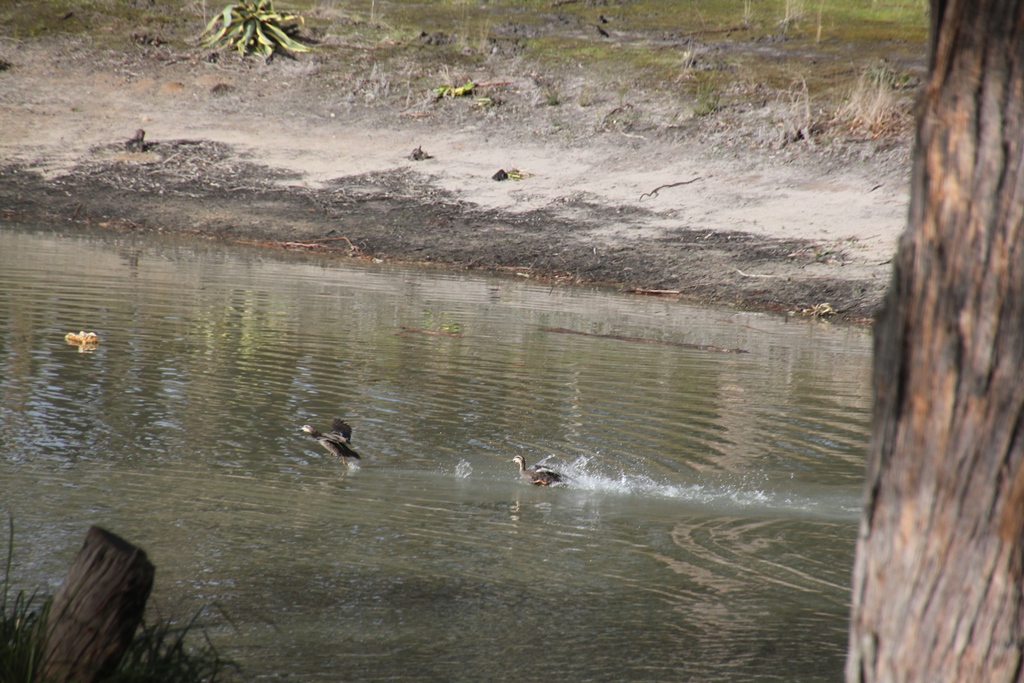 Sparring Pacific Black&nbsp;Ducks