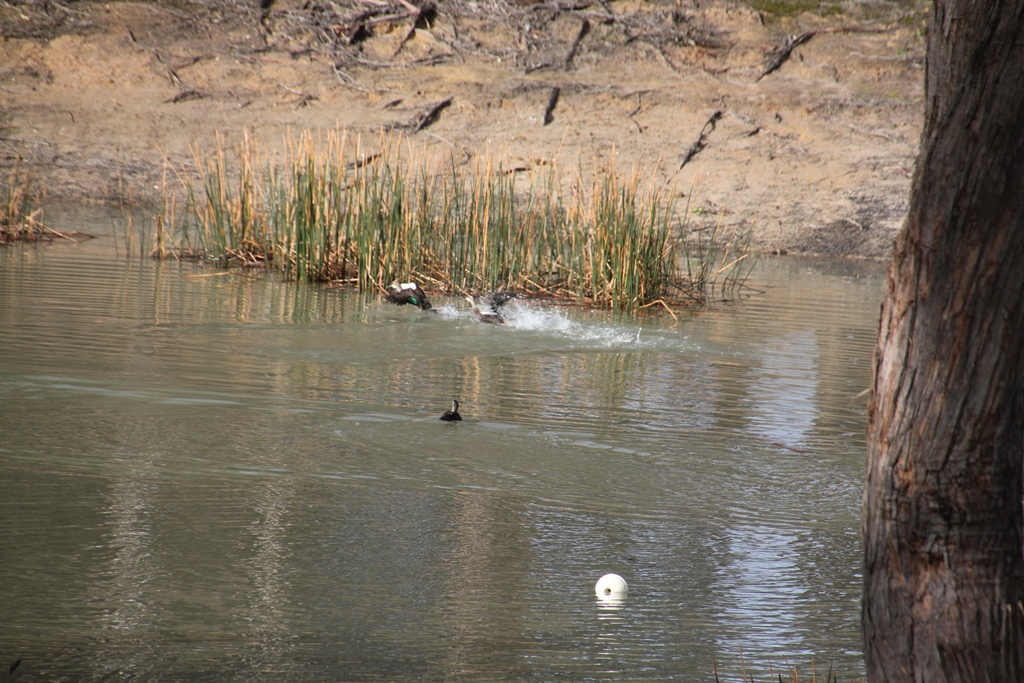 Another 'splash dash'