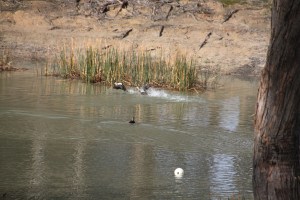 Another 'splash dash'