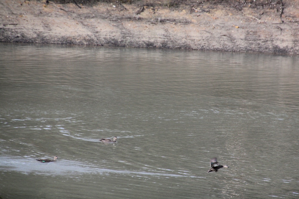 The chase begins again