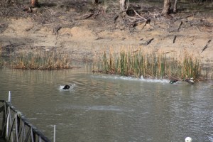 ... and so it continues