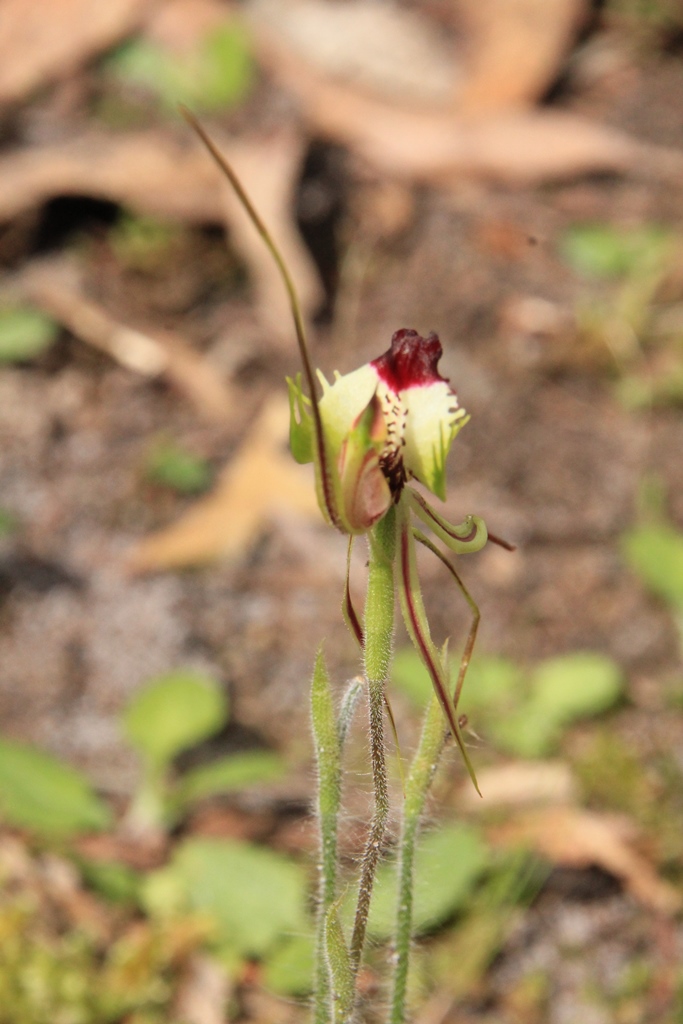Spider Orchid