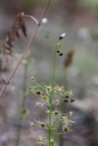 Tall Sundew Bud