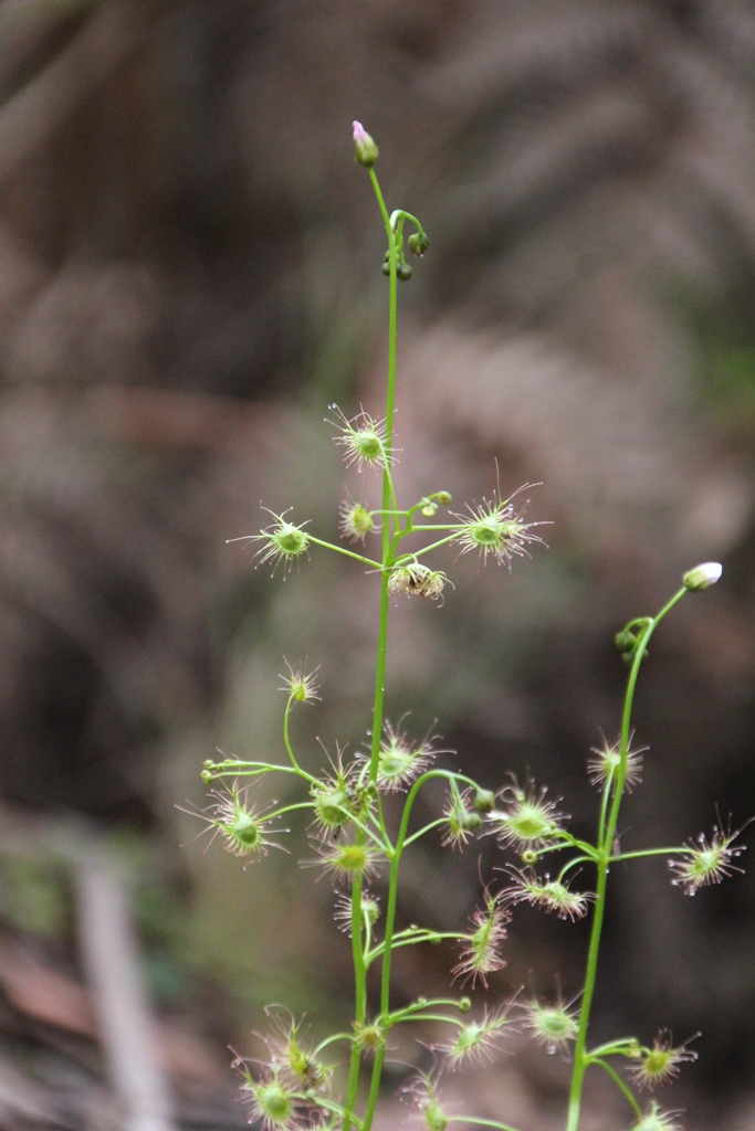 Tall Sundew Buds 2