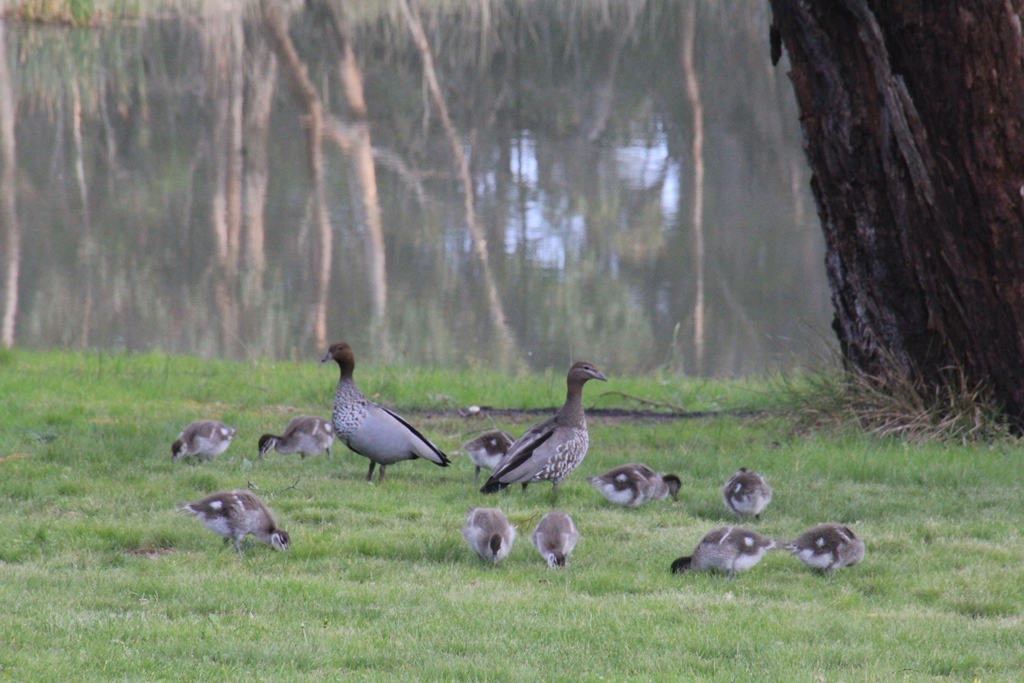 The ducks love this spot. It must have lots of juicy insects for them to eat. 