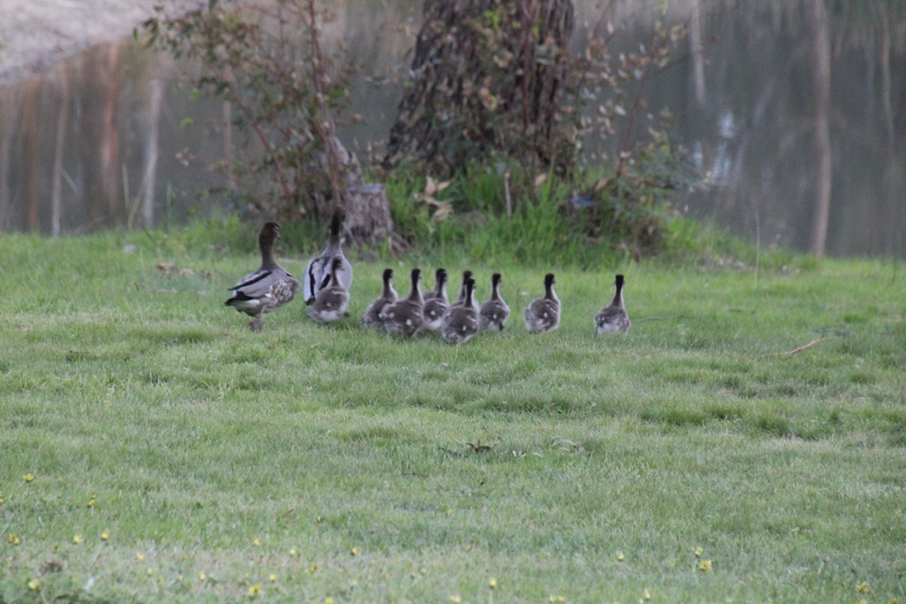 Ten Ducklings 2