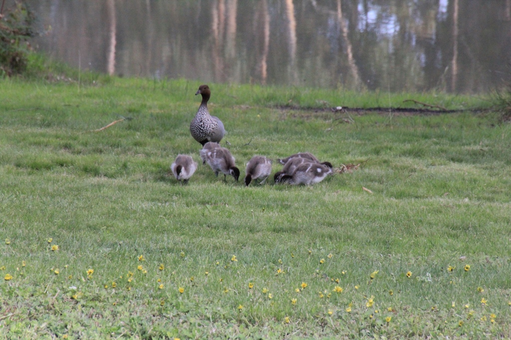 Ten Ducklings 3