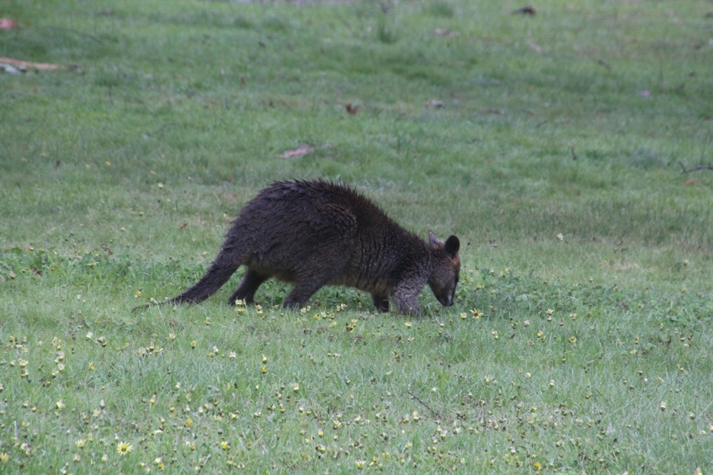 Wet Swamp Wallaby