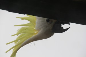 Screeching through Windows