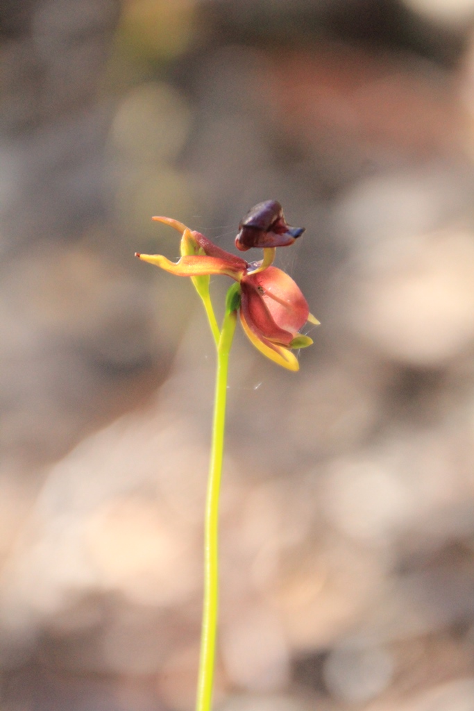 Duck-Orchid