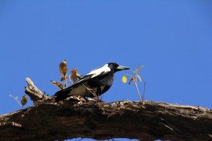 Magpie Breeding Habits