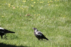 Magpie Chick Asking for Food