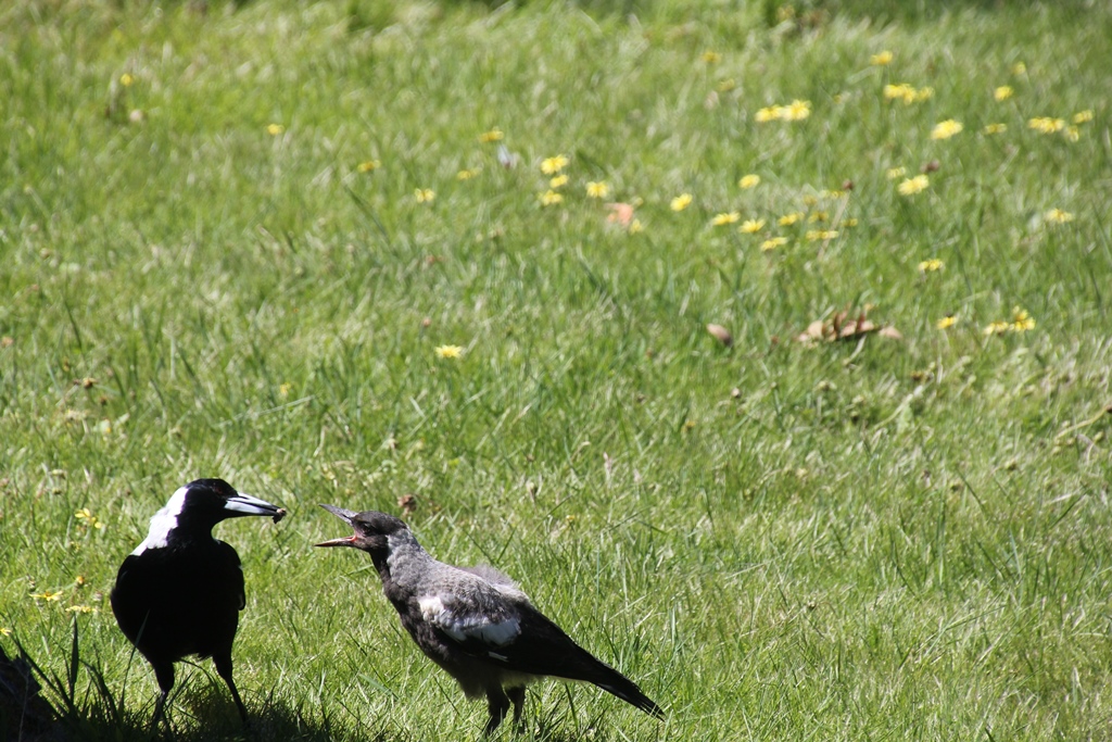 Magpie Feeding a Chick