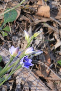 Spotted Sun Orchids