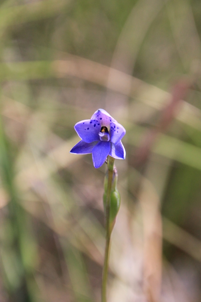 Spotted Sun Orchid Opening