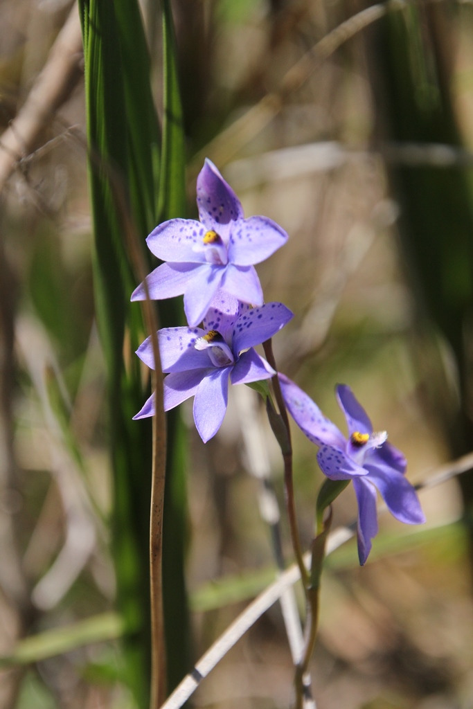 Spotted Sun Orchid Group