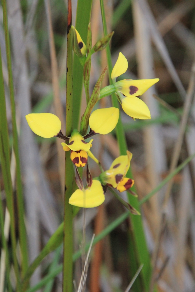 Tiger Orchid: Diuris&nbsp;sulphurea