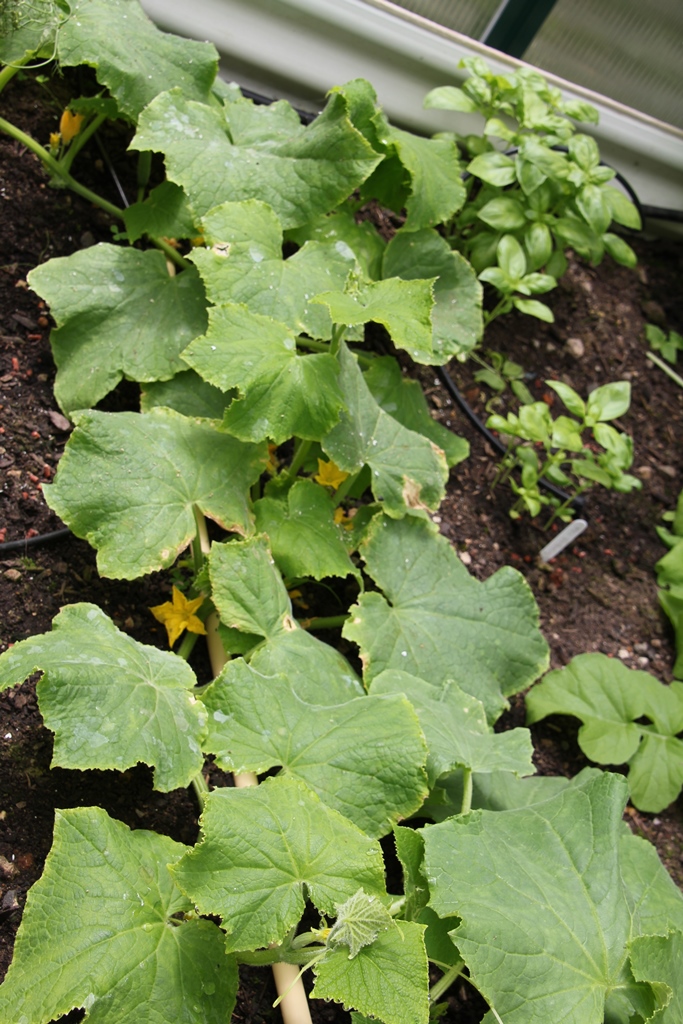 Cucumber and basil