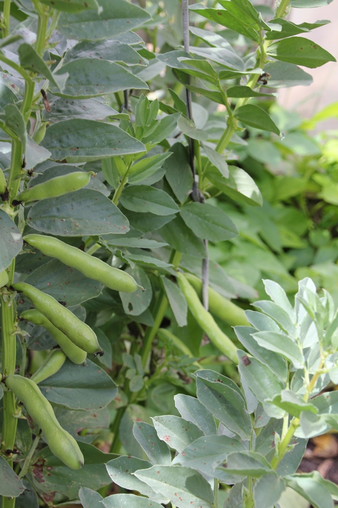 Broad Beans