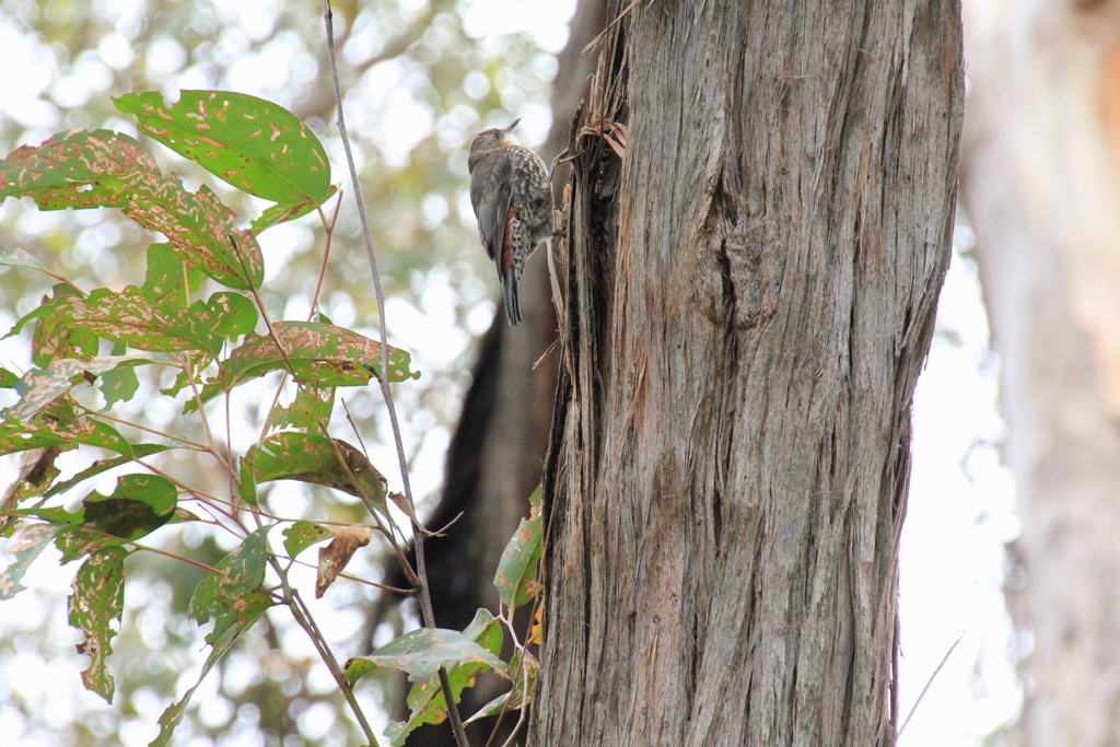 White-Throated Treecreeper
