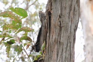 White-Throated Treecreeper