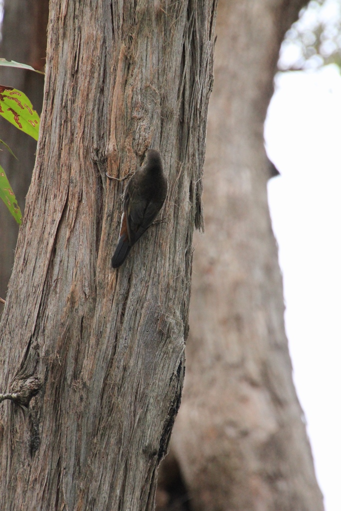 White-Throated Treecreeperr