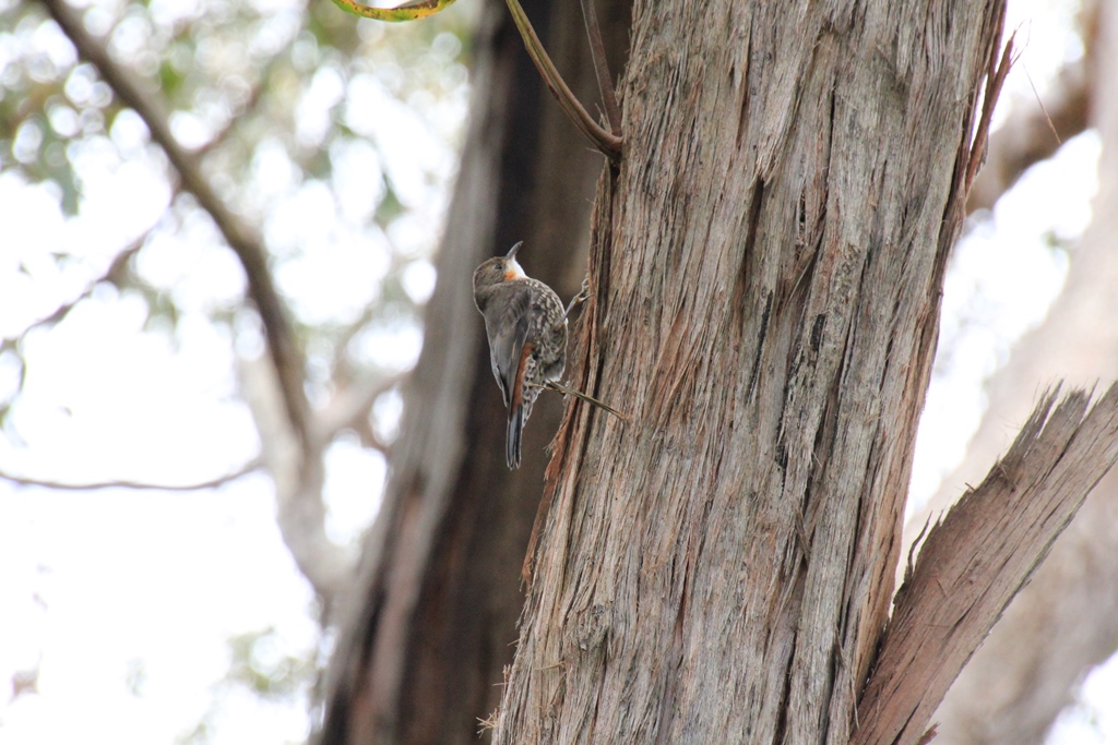 White-Throated Treecreeper