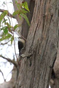 White-Throated Treecreepe