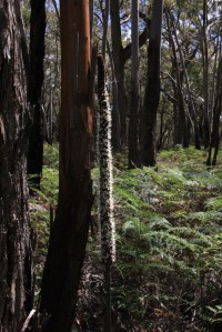 Flower spikes tower above the bracken