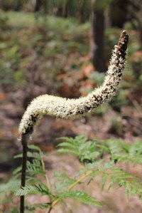 Individual flowers on a spike