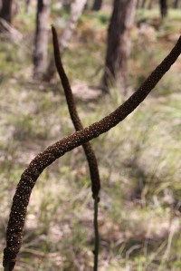 Brown Flower Spikes