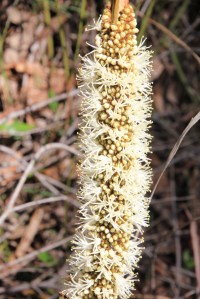 Texture of unopened buds