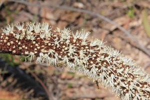 Bee feeding from the flowers.