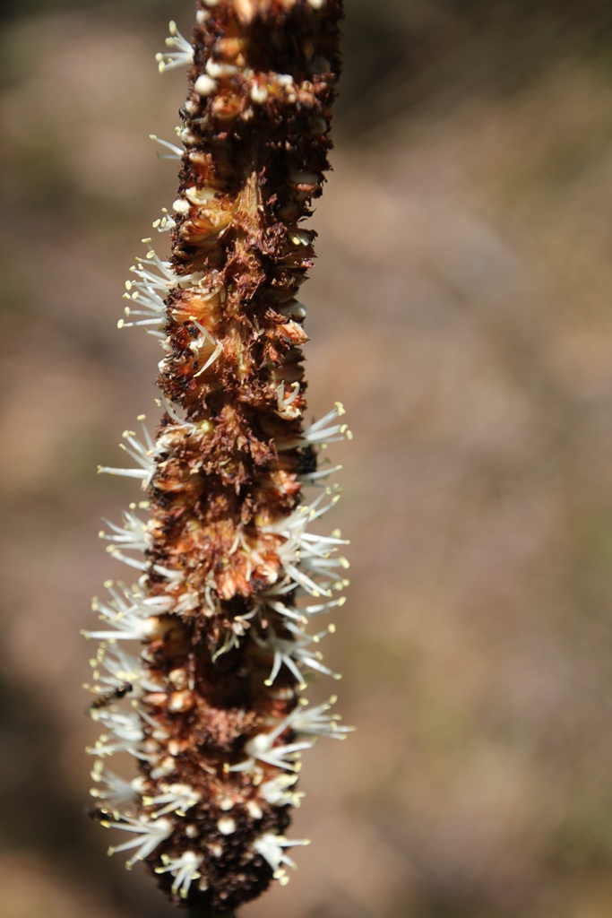 PPartially nibbled flower spike.