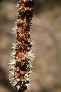 PPartially nibbled flower spike.