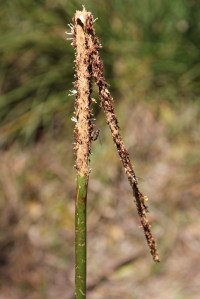 Nibbled Flower Spikes