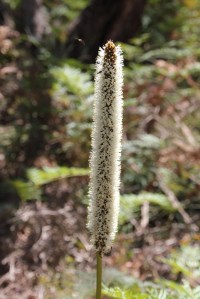 Fluffy flower spike