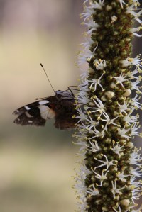 Butterfly on Xanthorrhoea