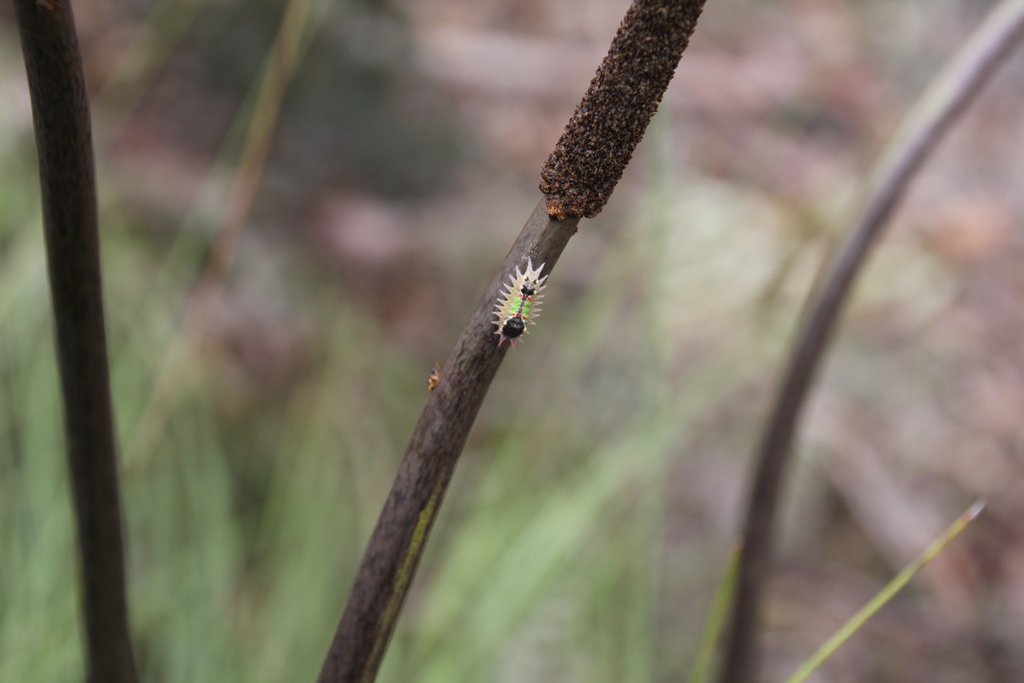 Xanthorhea Caterpillar